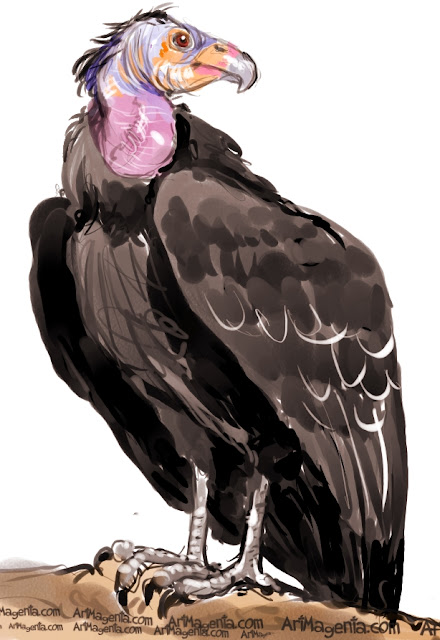 California Condor sketch painting. Bird art drawing by illustrator Artmagenta