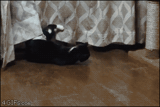 Funny cats - part 224, pictures and gifs of cats, funny cat, cute cat photo