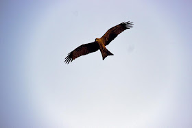 black kite, bird, raptor, scavenger, worli, mumbai, india, 