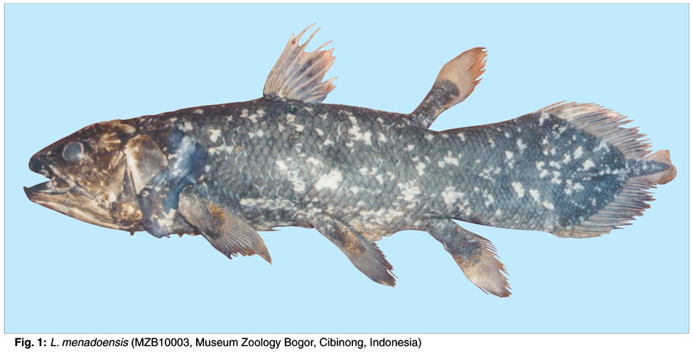 Кистеперые рыбы живут. Древняя рыба Латимерия. Latimeria menadoensis. Кистеперая рыба Латимерия. Латимерии Индонезия.