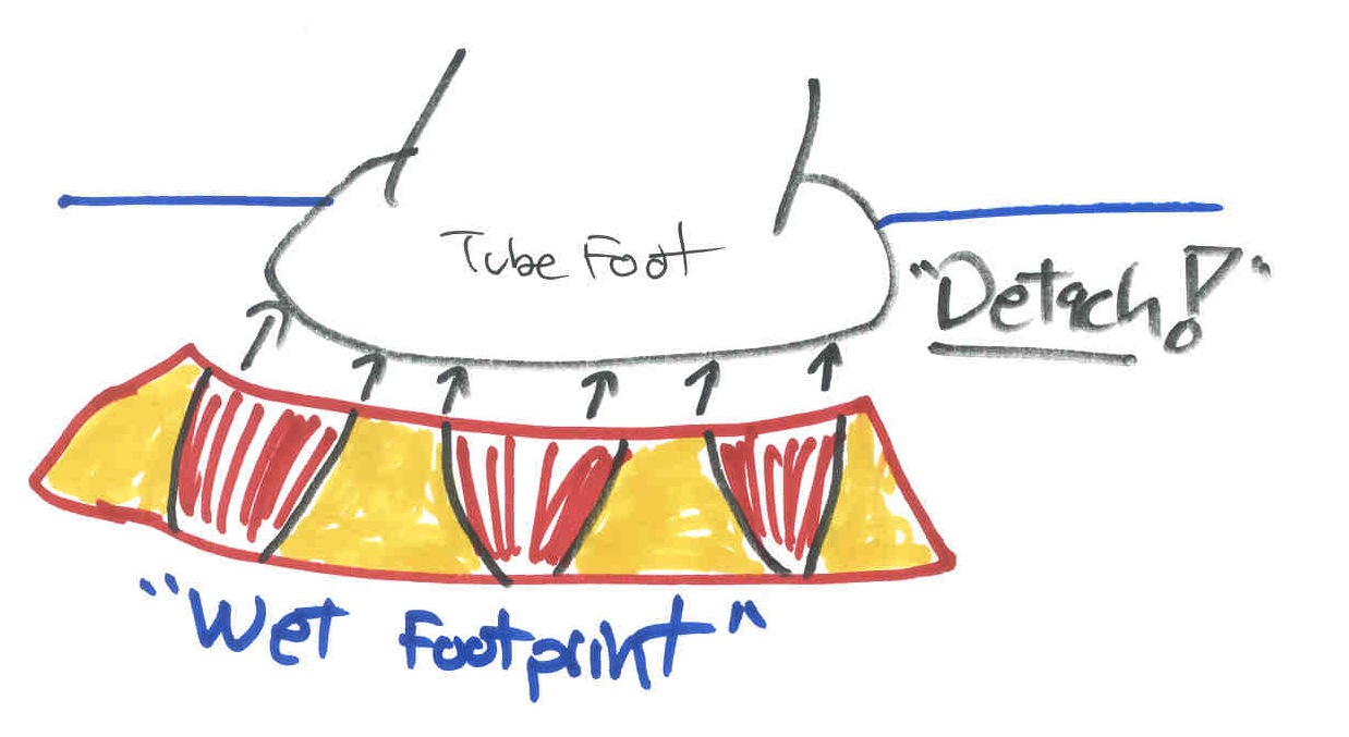 The Echinoblog Starfish Leave footprints! aka How Starfish Tube Feet Work! (21st Century version)