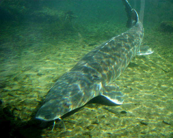 http://3.bp.blogspot.com/-yWEuia4853Q/Tn8LnQigiMI/AAAAAAAAD0Y/NROn6LIHicE/s1600/russian-sturgeon.jpg