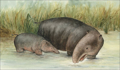 elefantes prehistoricoa Barytherium