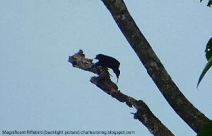 Blue-breasted Paradise Bird or Burung Cendrawasih Dada Biru Papua