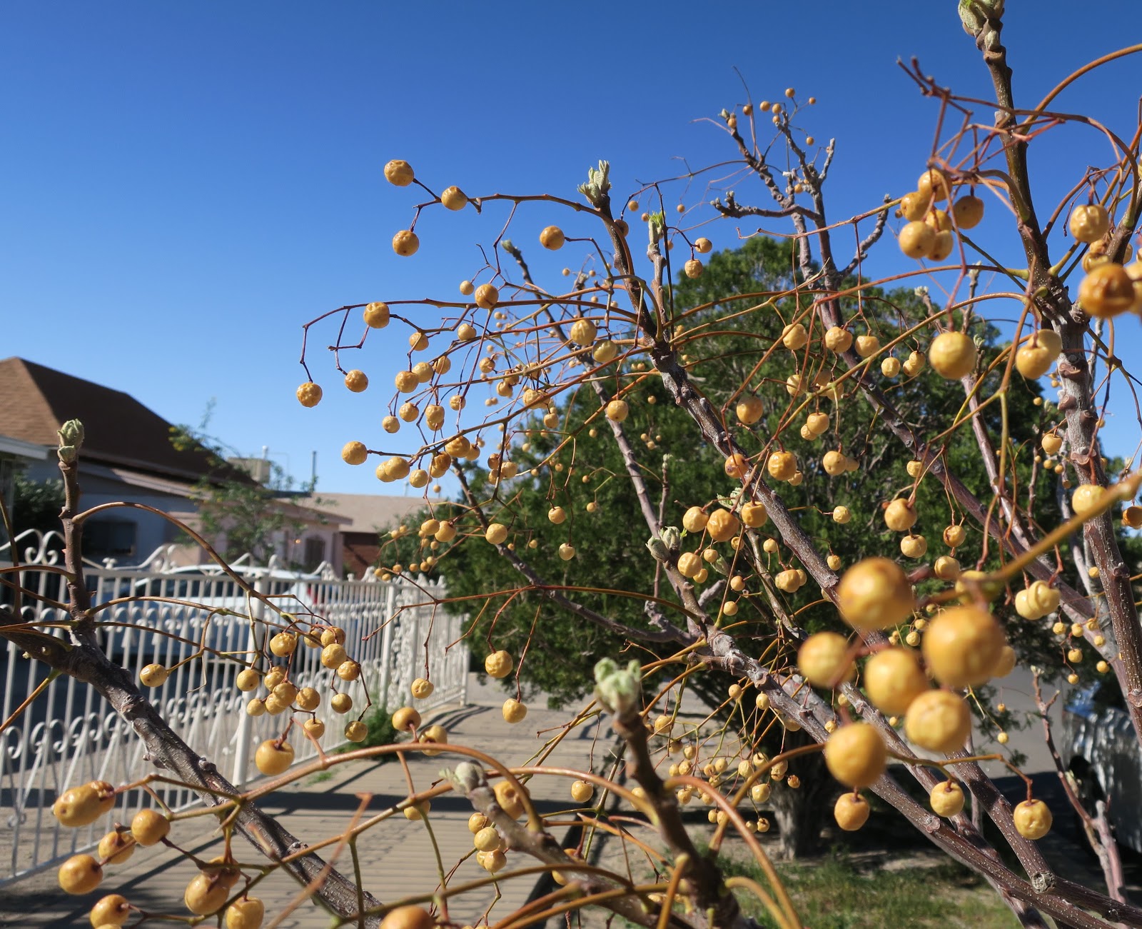 Living Rootless El Paso Chinaberry on a Blue Plate