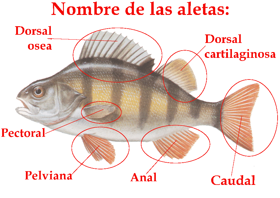 MUNDO ACUARIO: Morfología de los peces