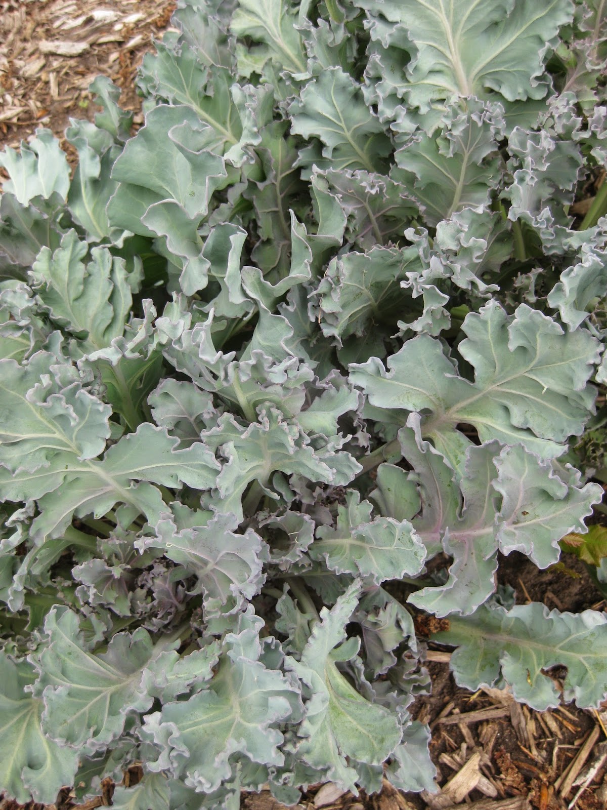 Rotary Botanical Gardens Hort Blog Sea Kale Beautiful & Yummy
