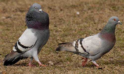 Harga Burung Merpati Dara Terbaru 2018 Lengkap Semua Jenis