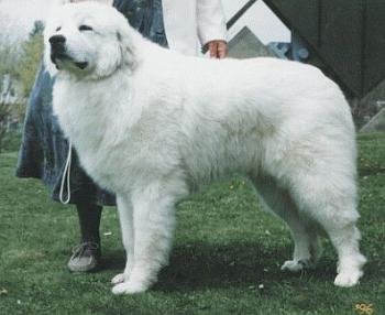 Great Pyrenees Animals Library