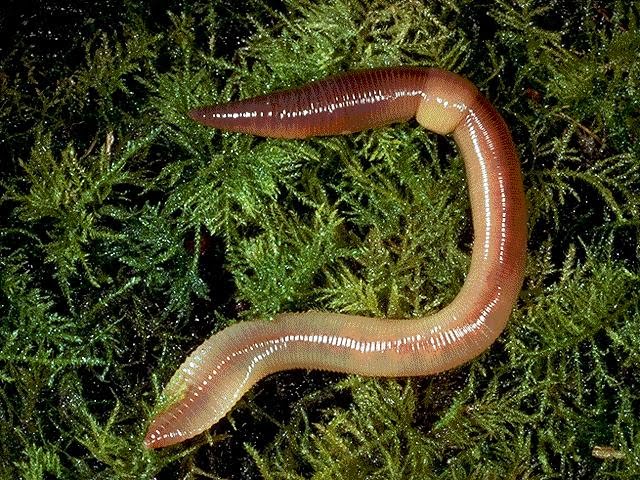 Weighty Matters: Calories burned worm digging?