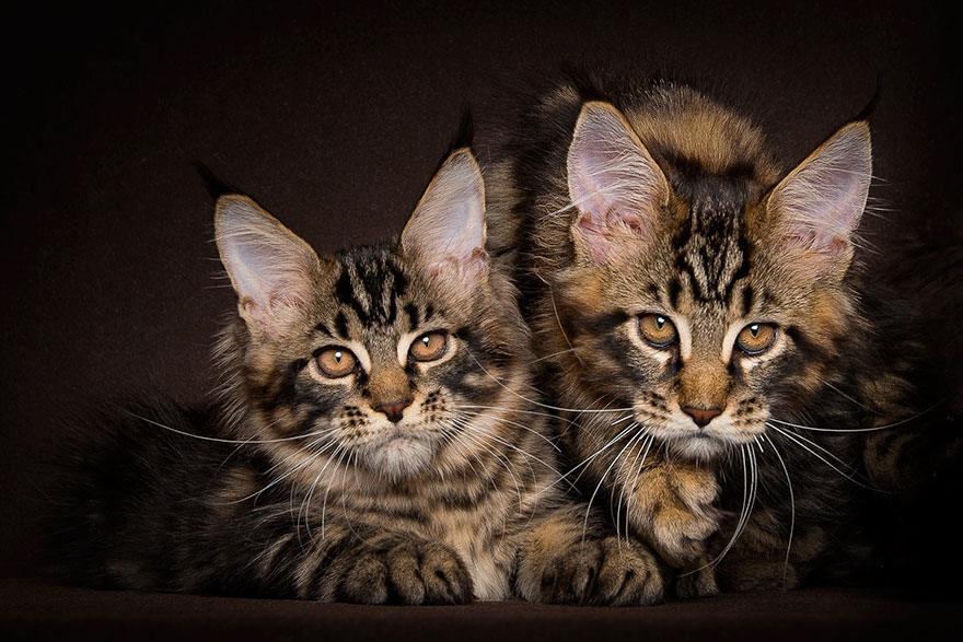 65 Breathtaking Pictures Of Maine Coons, The Largest Cats In The World 65 Breathtaking Pictures Of Maine Coons, The Largest Cats In The World