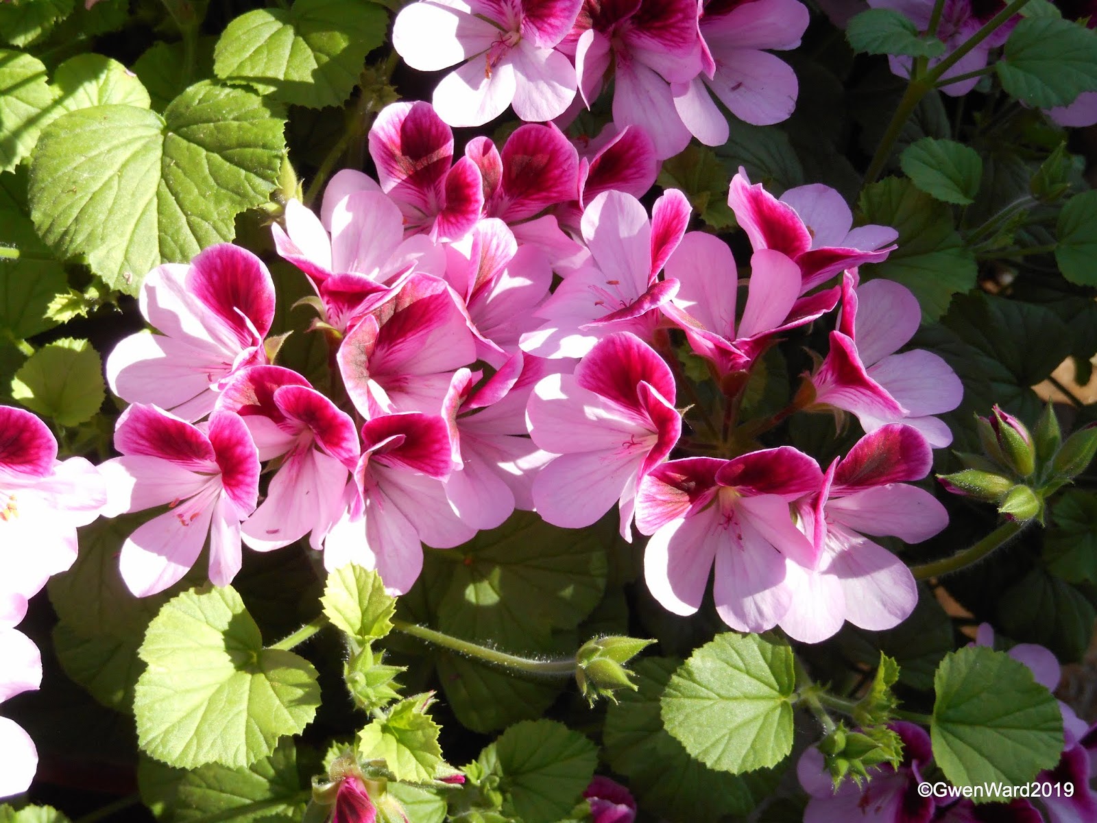 PERFECT PELARGONIUMS: Angel Pelargonium "Darmsden"