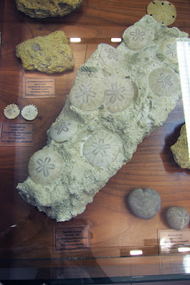 Museo de geología de la Facultad de Geológicas de Oviedo