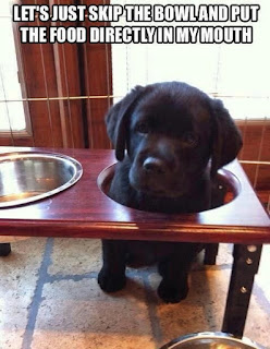Dog Humor : Just put the food in my mouth?