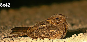 Ornitología en Cádiz