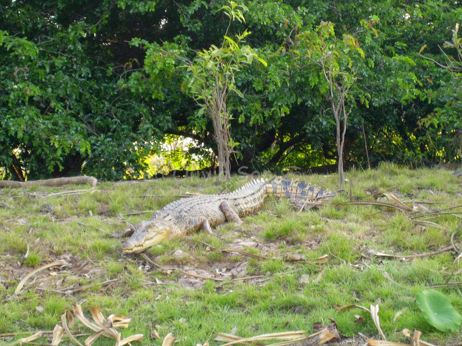 Crocodile, Kakadu National Park, Northern Territory, Australie