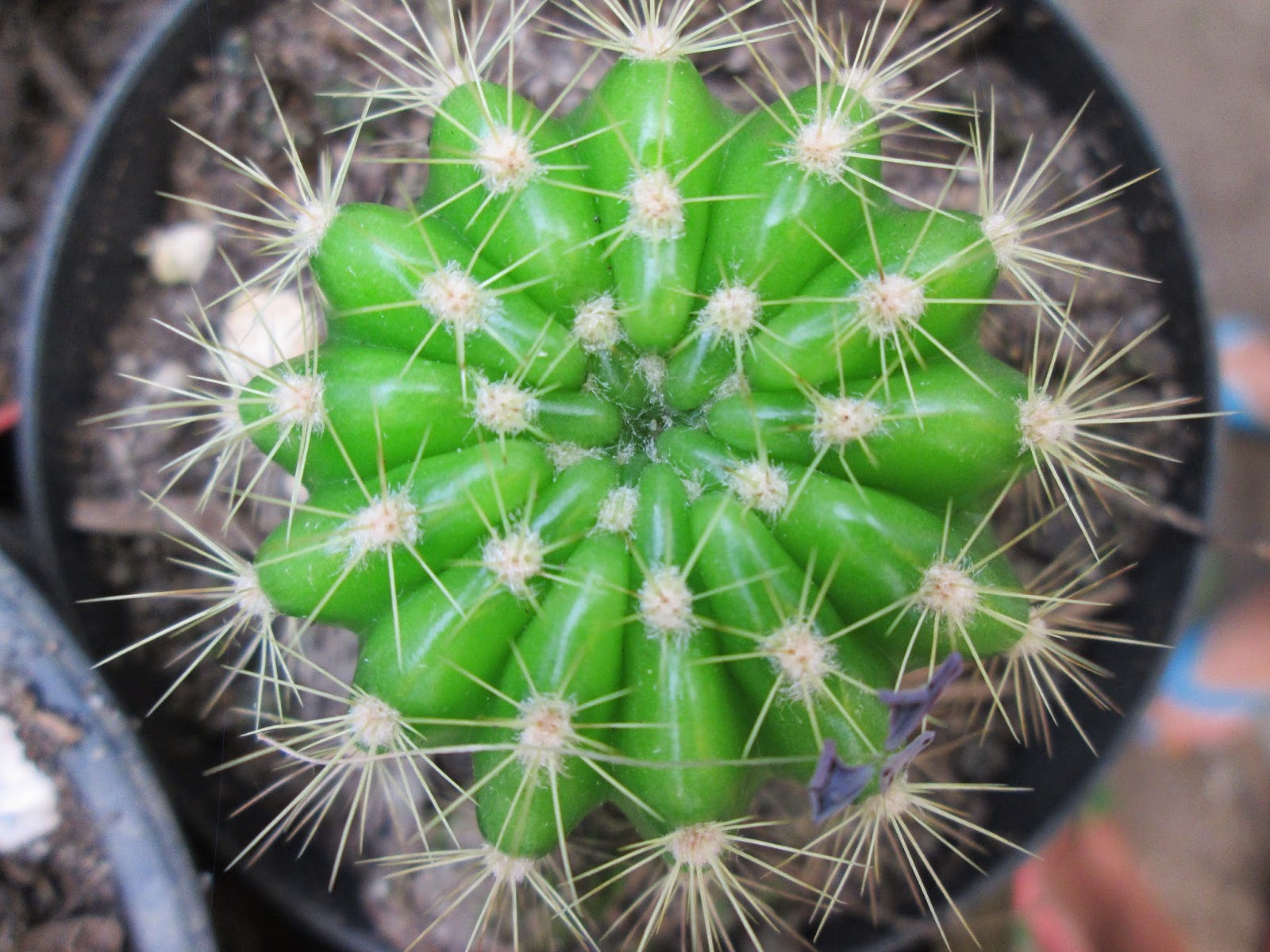 Geometría vegetal: número Phi, serie de Fibonacci y Ley de Ludwig.