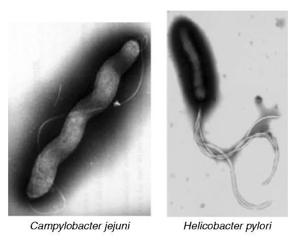 Определение хеликобактер в кале. Бактерии хеликобактер пилори микроскопия. Кампилобактер микробиология. Кампилобактерии микробиология хеликобактер пилори. Кампилобактер фетус.