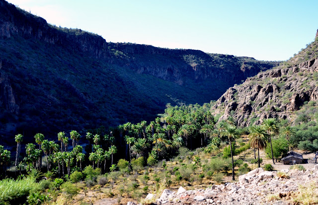 Oasis with palm trees close to San Miguel Comondu and San Jose Comondu.