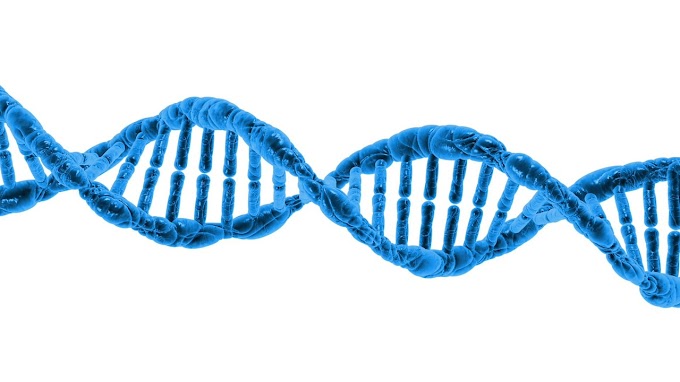 Evolução | DNA e Processo Evolutivo