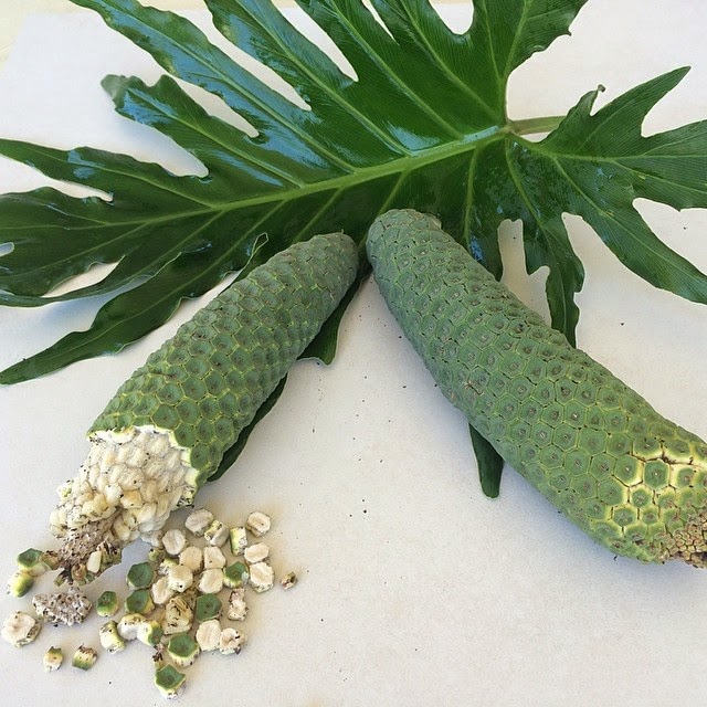 Daleys Fruit Tree Blog Fruit Salad Tree Monstera Tree