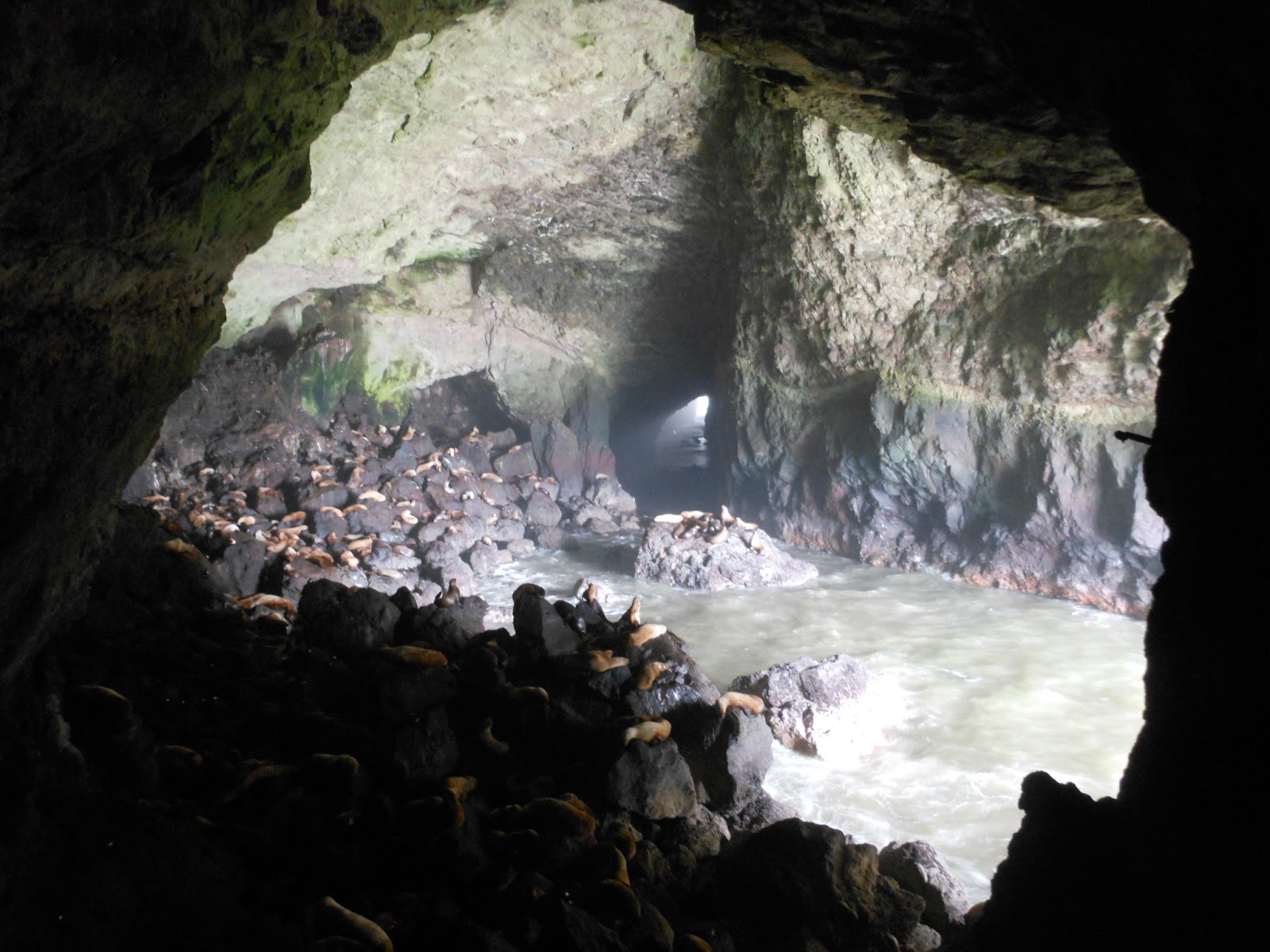 The Accidental Trailerist: Sea Lion Caves
