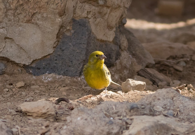 Atlantic Canary - Las Lajas, Tenerife Atlantic Canary - Las Lajas, Tenerife