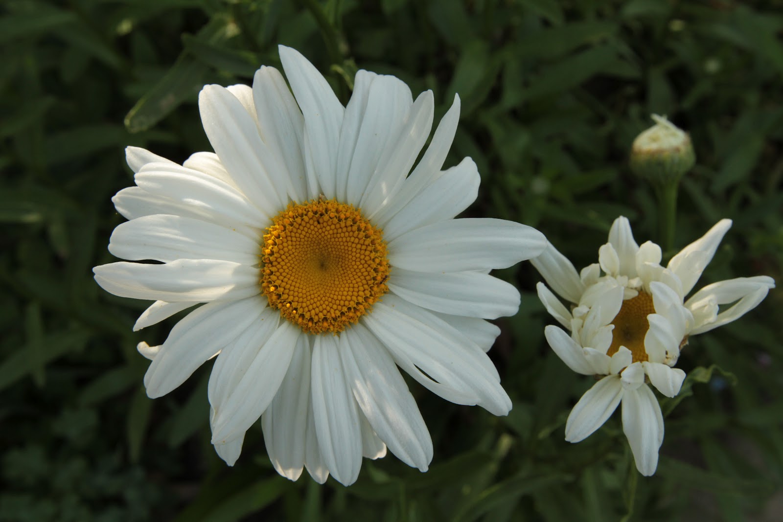 Grow It Now Favorite June Flower Shasta Daisy
