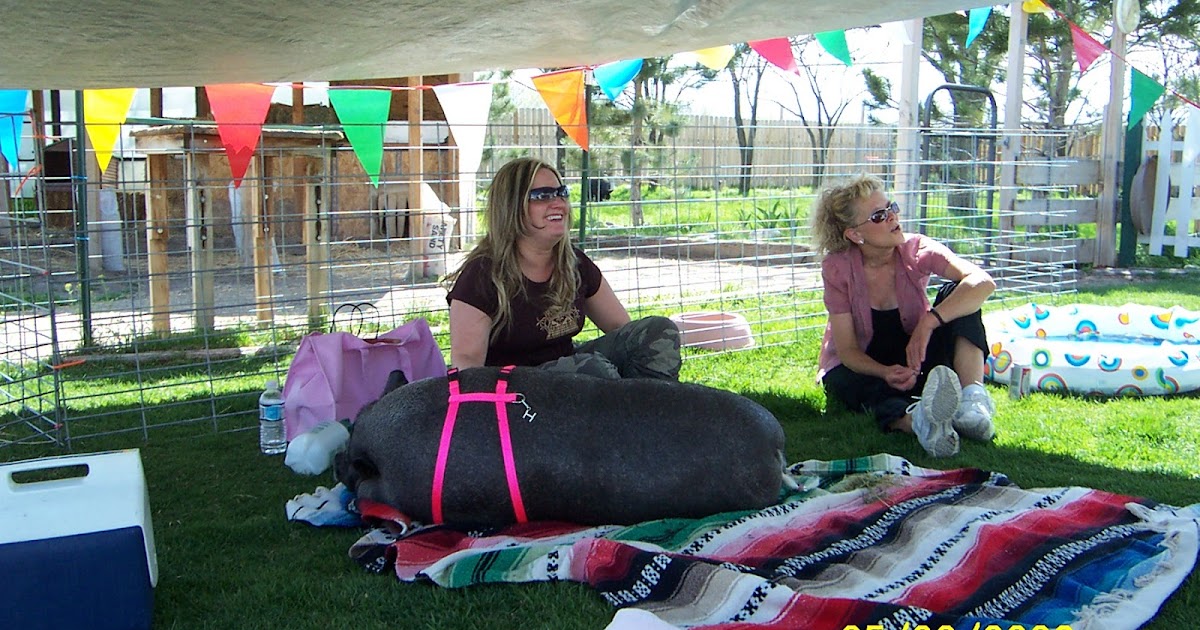 Pot Bellied Pigs Blog Pigs and Sunburn