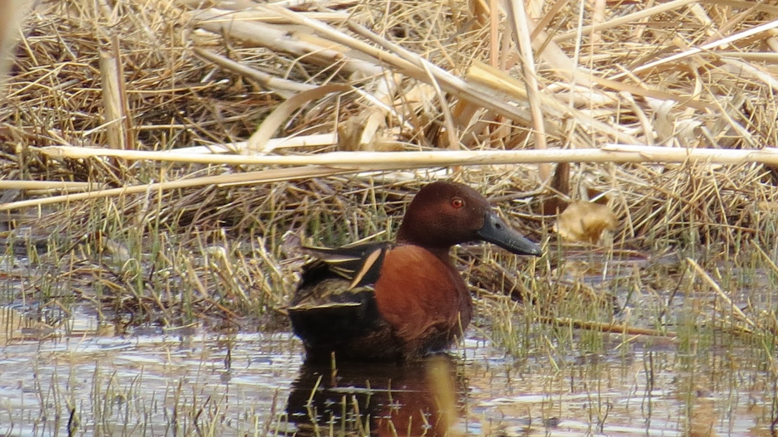 Travel & Bird with the Bruders The Birds of El Paso County, Colorado