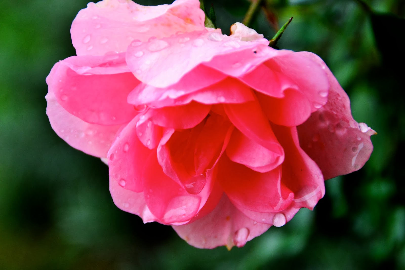 Fotoimmagini: LA ROSA E LA RUGIADA