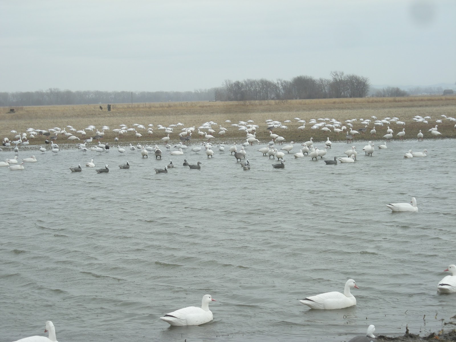 Hank Huntington One Million Plus Snow Geese and Moving.