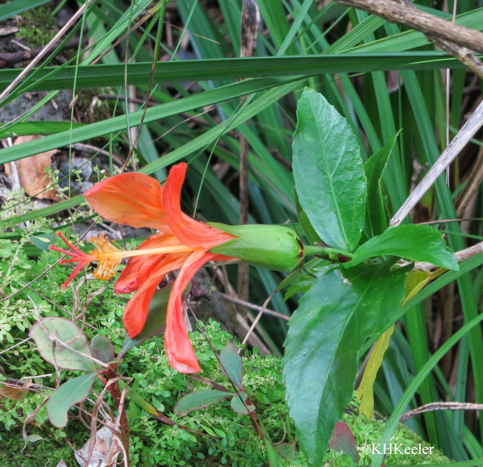 A Wandering Botanist Visiting Kauai Native Flowers!