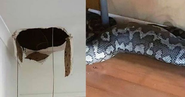 Deadly Python Living In Ceiling at FCT College of Education (Photos ...