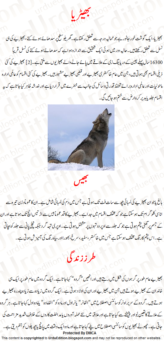 Wolf Information In Urdu Wolf Urdu Information About Facts Maloomat