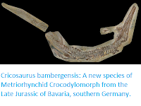 https://sciencythoughts.blogspot.com/2019/04/cricosaurus-bambergensis-new-species-of.html