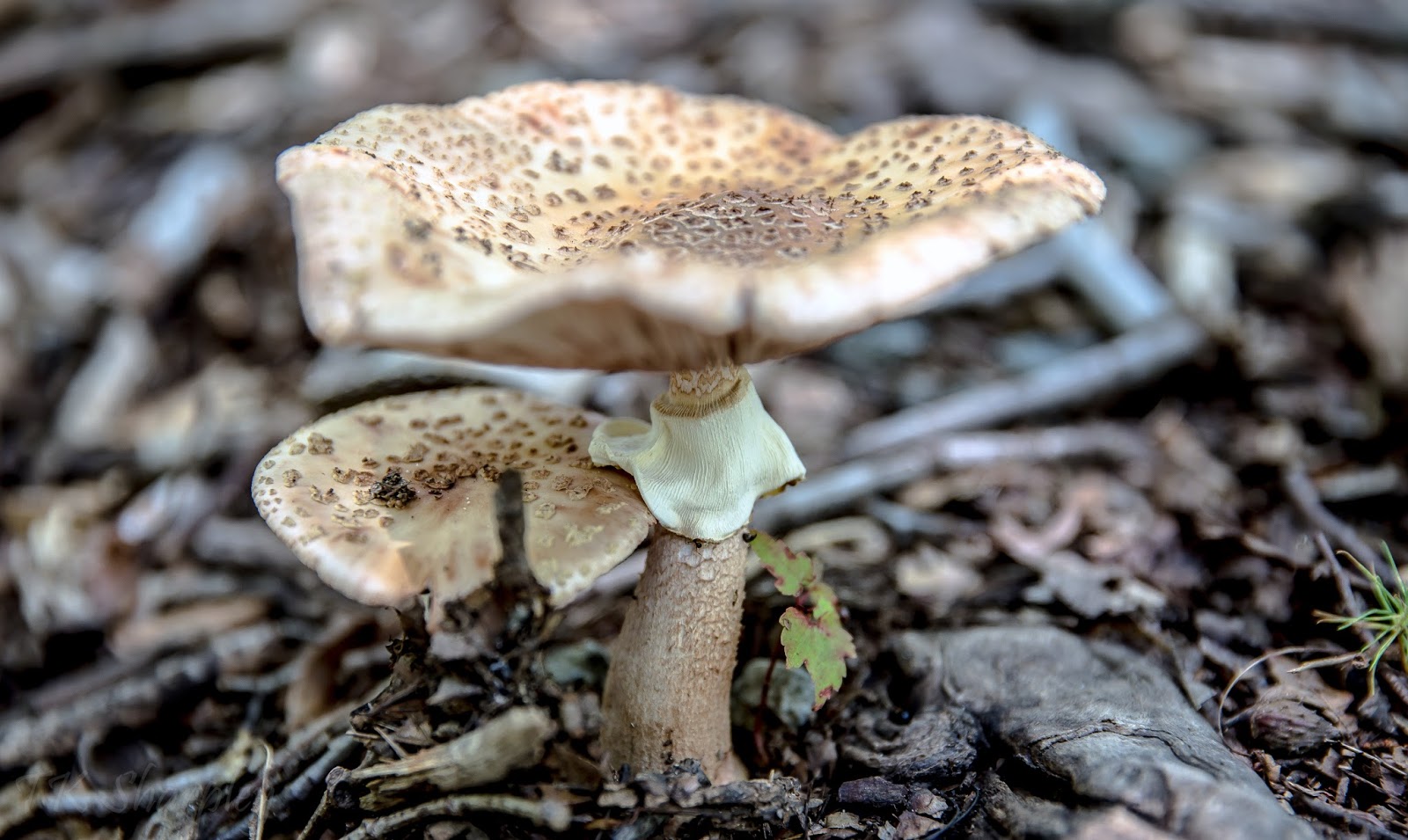 UNDER THE FLAPS: DOWN UNDER WITH THE MUSHROOMS