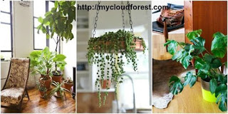 Best indoor plants online
