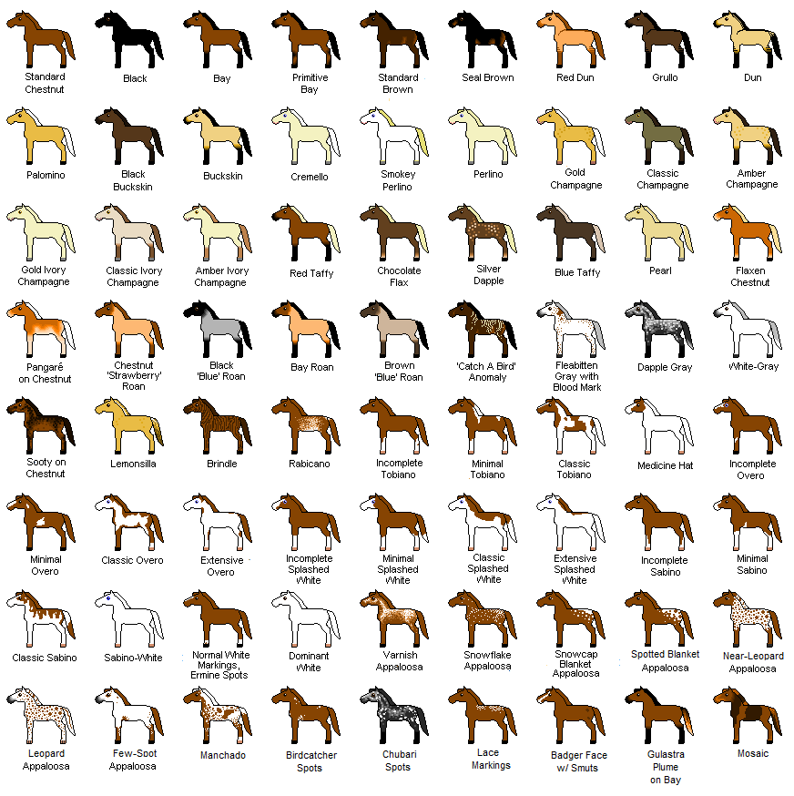 Horse Coat Colors Chart