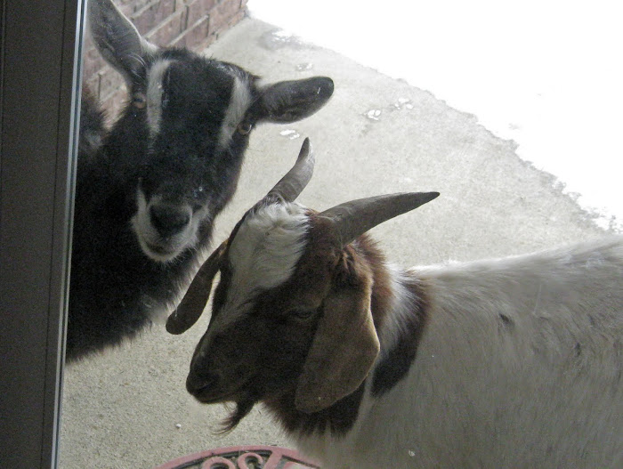 Billy Goats At My Door