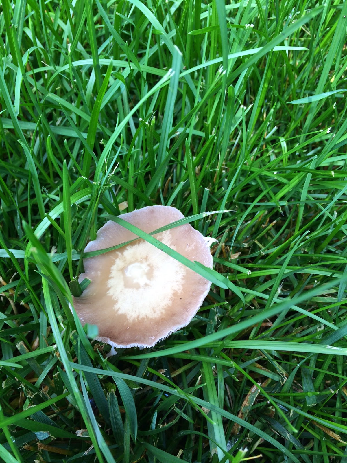 Lawn*Doctor Lawn Care Insights Mushrooms in my lawn!
