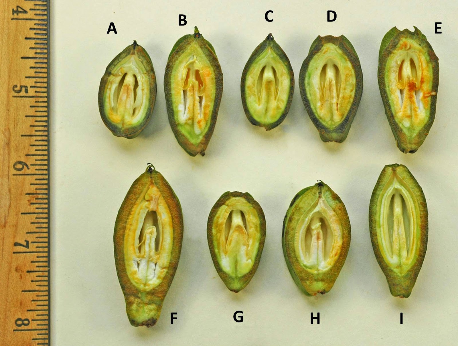 Northern Pecans Rain, weevils, and nut development