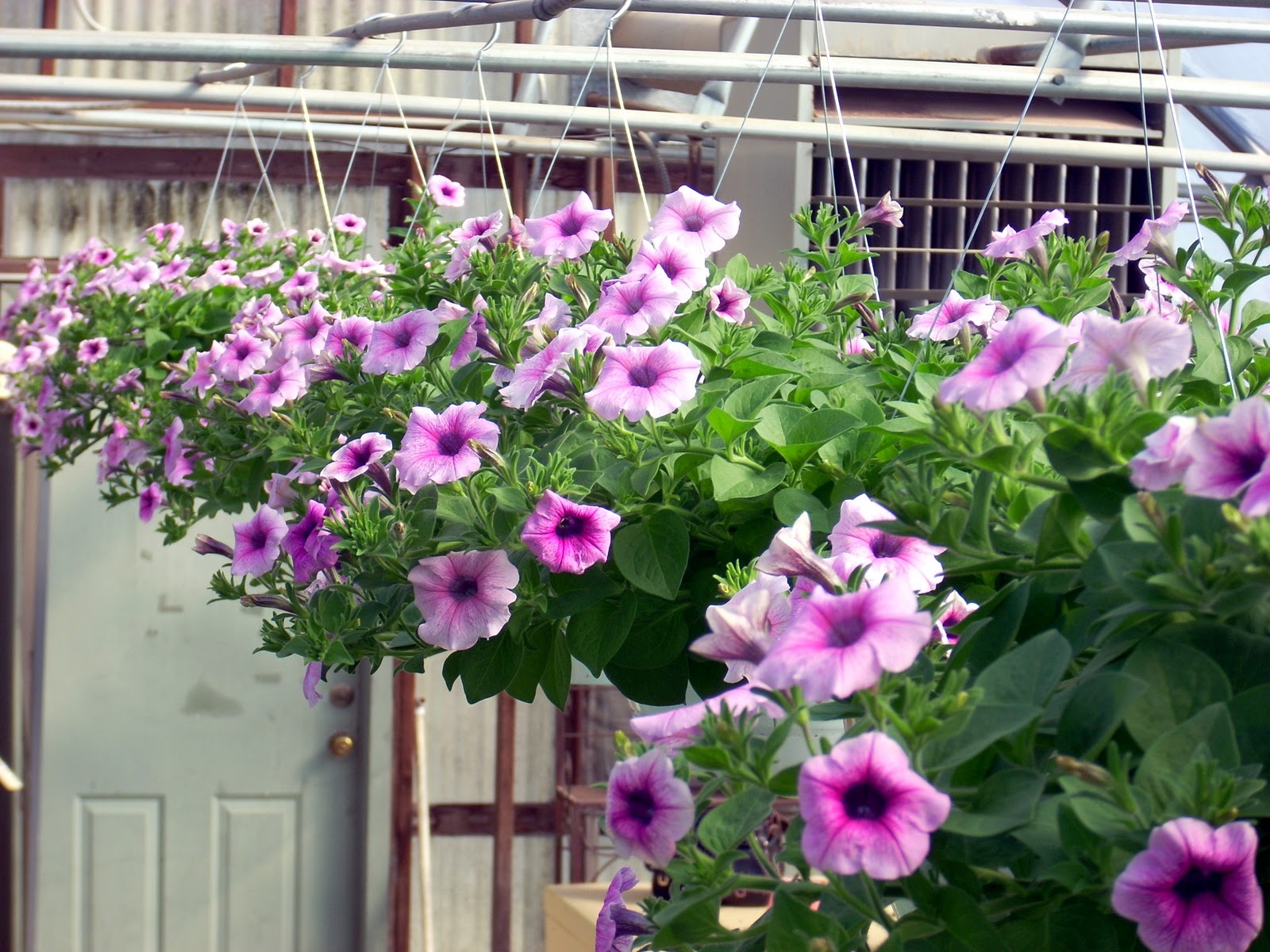 супертуния плам вейн f1. петуния пинк вейн. петуния изи вейв вайолет. петуния тайдал вейв черри. петуния вейв пинк.