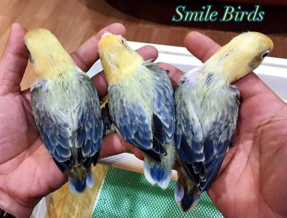 Sukses Dalam Burung Lovebird Rumus Diam Diam Cetak Biola Parblue