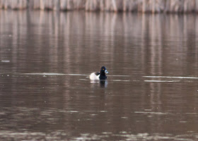 Ring-necked Duck, Priorslee Lake