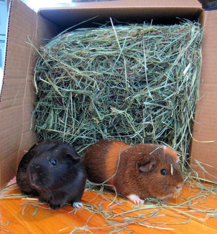 bluegrass hay for guinea pigs