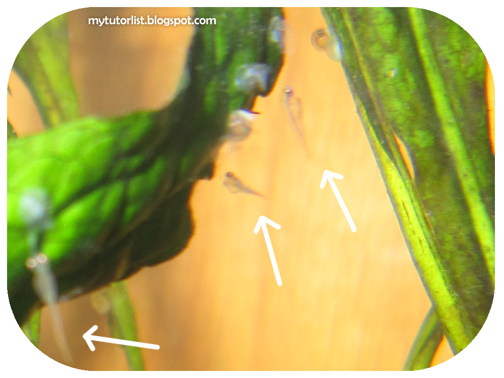 The Goldfish Eggs Are Starting to Hatch Behind