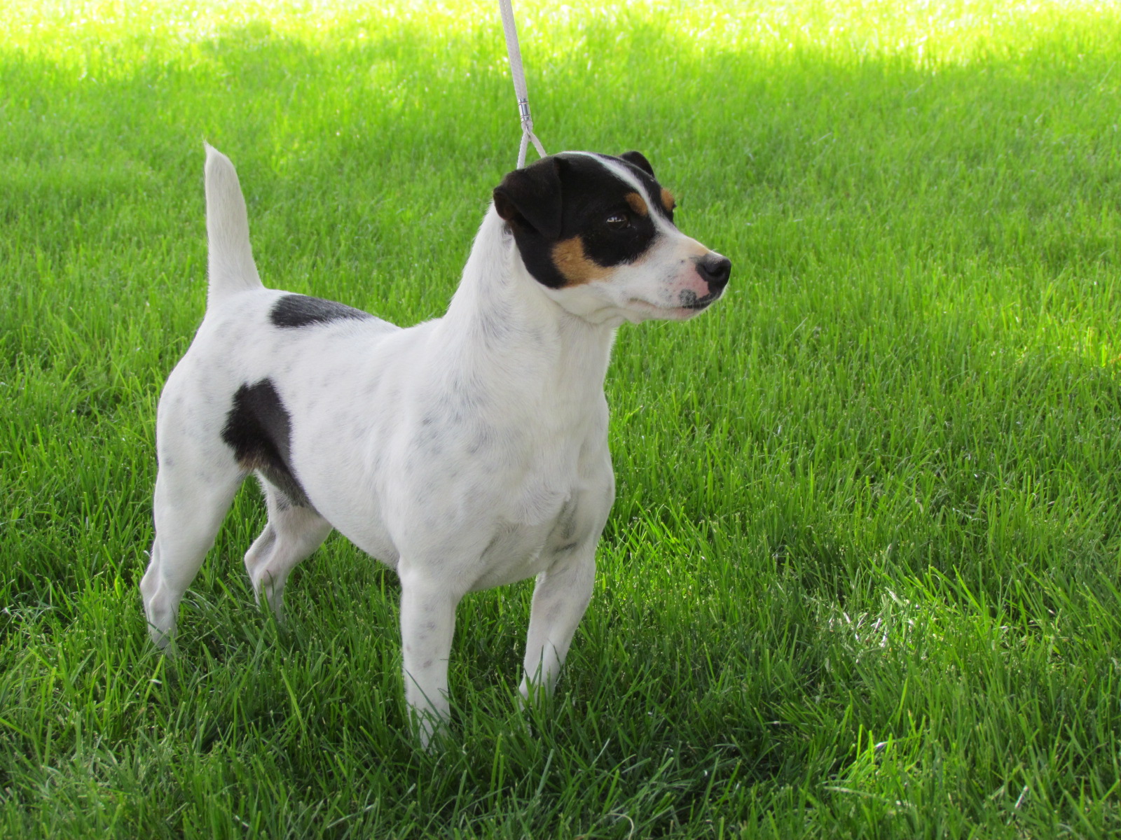 Cardón de Andrade Jack Russell Terrier: FOTOS LOLA " EXPO MADRID 2012