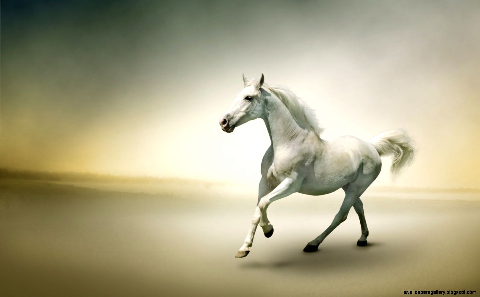 Beautiful White Horse Wallpaper