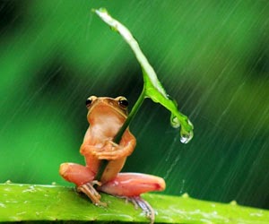 Frog held on to a leaf for shelter